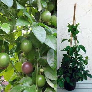 パッションフルーツ 苗のランキングtop65 人気売れ筋ランキング Yahoo ショッピング