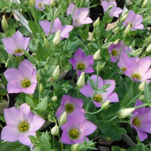 トルコキキョウ 苗の商品一覧 通販 Yahoo ショッピング