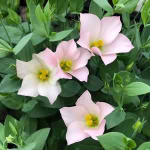 草花の苗 21年9月中下旬 トルコキキョウ シェリーピンク3号ポット の最安値 価格比較 送料無料検索 Yahoo ショッピング