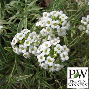 花の苗 ランキングtop554 人気売れ筋ランキング Yahoo ショッピング