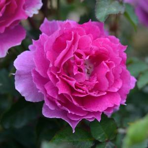 ロサオリエンの商品一覧 通販 Yahoo ショッピング