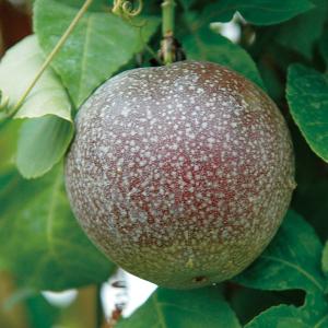 果樹の苗 26年4月下旬予約 パッションフルーツ（クダモノトケイソウ） レッドマンモス3号ポット