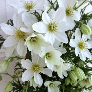 クリスマスローズ開花株 DDカップ咲きバイカラーピコティ 008 現品限り