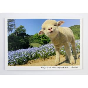 【ポストカード　ひまり　1枚】ポストカード 羊 ひまり イングランドの丘 動物 動物写真 自然 かわいい｜england-hill