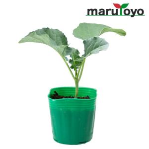 【マルトヨの苗】ブロッコリー ハイツSP 9cmポット苗【野菜 家庭菜園 初心者 春 秋 趣味 ベジタブル ガーデニング キッチン 菜園】｜enjoy-marutoyo