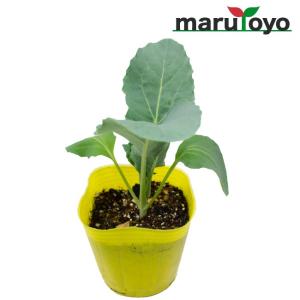 【マルトヨの苗】カリフラワー スノークラウン 9cmポット苗【野菜 家庭菜園 初心者 春 秋 趣味 ベジタブル ガーデニング キッチン 菜園】｜enjoy-marutoyo