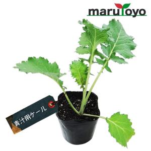 【マルトヨの苗】ケール 青汁用ケール 9cmポット苗【野菜 家庭菜園 初心者 春 秋 趣味 ベジタブル ガーデニング キッチン 菜園】｜enjoy-marutoyo