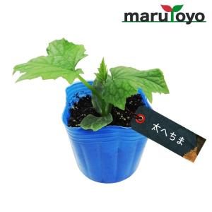 【マルトヨの苗】ヘチマ 太へちま (糸瓜) 9c...の商品画像