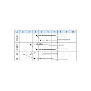 【マルトヨの苗】ヘチマ 太へちま (糸瓜) 9...の詳細画像2
