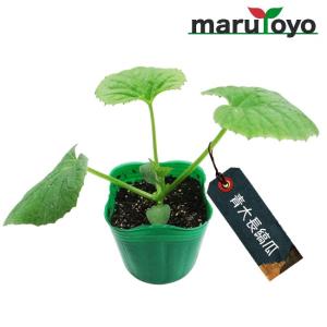 【マルトヨの苗】シロウリ 青大長縞瓜 9cmポッ...の商品画像