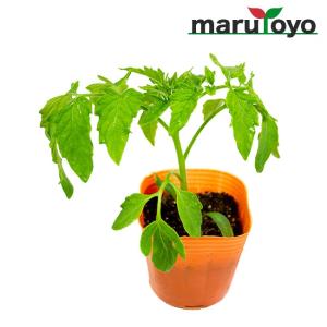 【マルトヨの苗】トマト サターン 9cmポット苗【野菜 家庭菜園 初心者 春 趣味 ベジタブル ガーデニング キッチン 菜園】｜enjoy-marutoyo