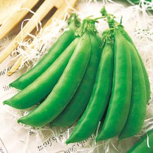 【マルトヨの苗】スナップエンドウ グルメ 9cmポット苗【野菜 家庭菜園 初心者 趣味 ベジタブル ガーデニング キッチン 菜園】｜enjoy-marutoyo