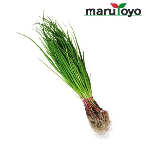 玉ねぎ苗 中晩生 赤タマネギ サラダレッド 50本