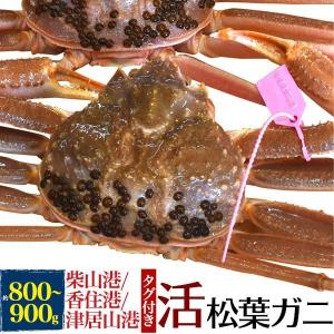 領収書発行可能 活松葉ガニ 800g前後 ずわいがに 贈答 ギフト お取り寄せ お祝い 国産 内祝い ブ松葉蟹 松葉がに 柴山 かに 津居山 かに 香住 かに｜enmo-do