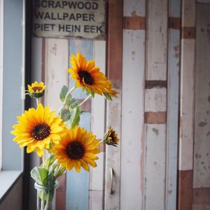 ひまわり通販の商品一覧 通販 Yahoo ショッピング