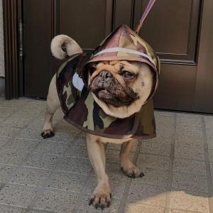 犬用レインコート 型紙の商品一覧 通販 Yahoo ショッピング