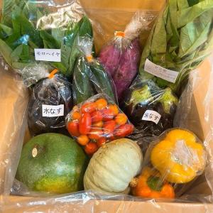 野菜セット 那須野菜 朝採れ野菜 産地直送 1日5箱限定