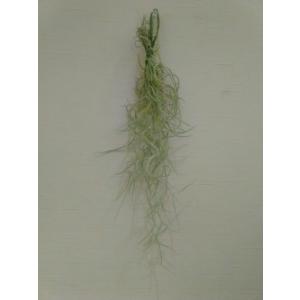 送料無料 観葉植物 おしゃれ 室内 風水 エアー...の商品画像