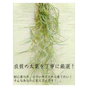 送料無料 観葉植物 おしゃれ 室内 風水 エア...の詳細画像1