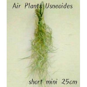送料無料 観葉植物 おしゃれ 室内 風水 エア...の詳細画像2