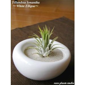 エアープランツ 容器の商品一覧 通販 Yahoo ショッピング