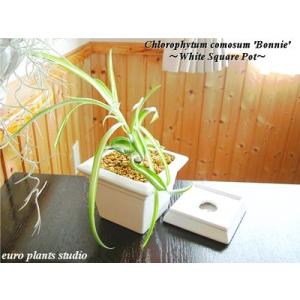 オリヅルランの商品一覧 通販 Yahoo ショッピング