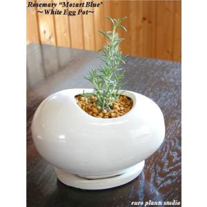 観葉植物 ユーロプランツスタジオ ローズマリー モーツァルトブルー Yahoo ショッピング