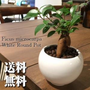 送料無料 ガジュマル ハイドロカルチャー ガジュマルの木 多幸の木 北欧 ホワイトラウンド 鉢植え 観葉植物 おしゃれ 風水 (ユーロプランツ)