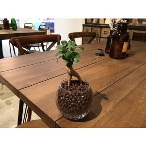 送料無料 ガジュマル ハイドロカルチャー ガジュマルの木 多幸の木 モダンラウンドグラス 鉢植え 観葉植物 おしゃれ 風水 (ユーロプランツ)