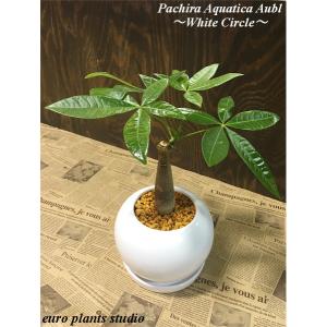 観葉植物 ユーロプランツスタジオ パキラ アクアティカ Yahoo ショッピング