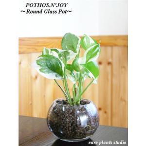 ポトス エンジョイ ハイドロカルチャー 観葉植物 の商品一覧 花 ガーデニング 通販 Yahoo ショッピング