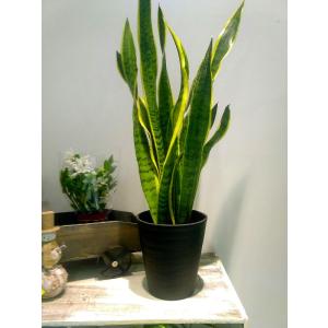 サンスベリア 風水 玄関 花 ガーデニング の商品一覧 通販 Yahoo ショッピング