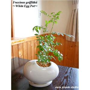 シマトネリコ 風水の商品一覧 通販 Yahoo ショッピング