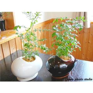 シマトネリコ 風水の商品一覧 通販 Yahoo ショッピング