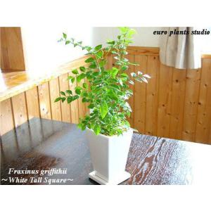 シマトネリコ 風水の商品一覧 通販 Yahoo ショッピング