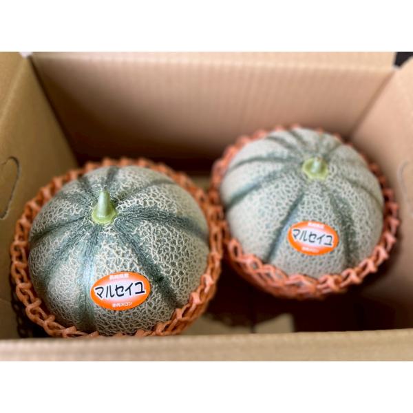 マルセイユメロン2玉 長崎県産 雲仙市 高糖度 香り 期間限定 赤肉メロン 果物 産地直送