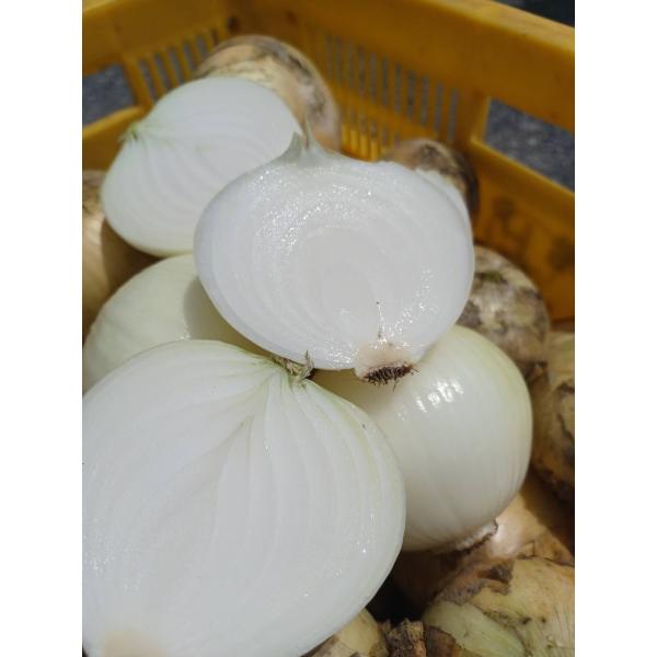 玉ねぎ5キロ  長崎県産 雲仙産 たまねぎ タマネギ みずみずしい 農家直送 玉葱 甘いタマネギ サ...
