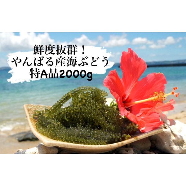 海ぶどう 鮮度抜群 やんばる産海ぶどう 特A品 2000ｇ 産地直送 しそドレッシング付き