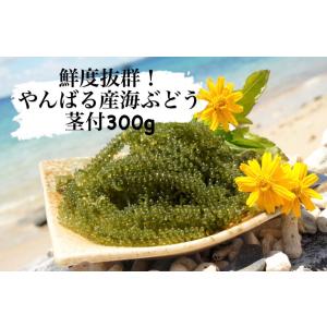 鮮度抜群　やんばる産海ぶどう　茎つき300ｇ　産地直送　しそドレッシング付き