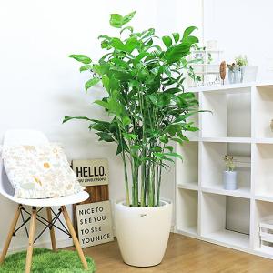 人気の高性チャメ 10号鉢 大型 観葉植物 【数量限定販売】（チャメドレア・ミクロスパディクス）｜eran