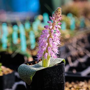 ラケナリア クリプランデンシス Lachenalia kliprandensis EQ1312｜erioquest