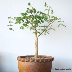 Senegalia burkei セネガリア ブルケイ アフリカマメノキ 豆の木 アカシア Acacia EQ1440｜erioquest