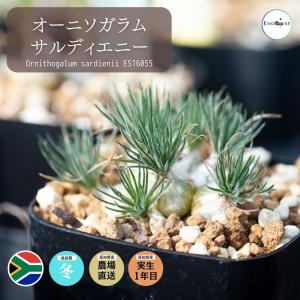 オーニソガラム球根 花 ガーデニング の商品一覧 通販 Yahoo ショッピング