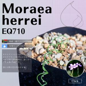 モラエア ヘレイ Moraea herrei 通販 実生 2.5号 ケープバルブ 南ア 球根 エリオクエスト｜erioquest