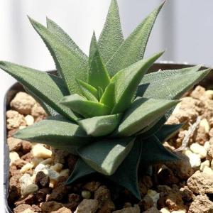 多肉植物 ハオルチア トルツオサ 五重塔 種類...の詳細画像1