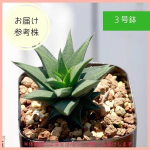 多肉植物 ハオルチア トルツオサ 五重塔 種類...の詳細画像2