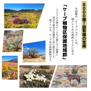 多肉植物 ハオルチア トルツオサ 五重塔 種類...の詳細画像3