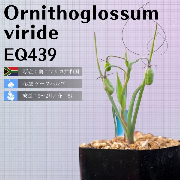 オーニソグロッサム ヴィリデ Ornithoglossum viride EQ439