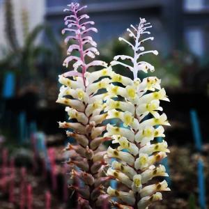 ラケナリア トリコフィラ lachenalia trichophylla｜erioquest