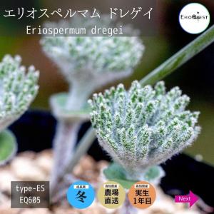 エリオスペルマム ドレゲイ Eriospermu...の商品画像